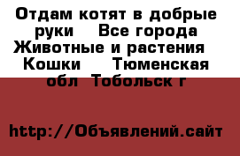 Отдам котят в добрые руки. - Все города Животные и растения » Кошки   . Тюменская обл.,Тобольск г.